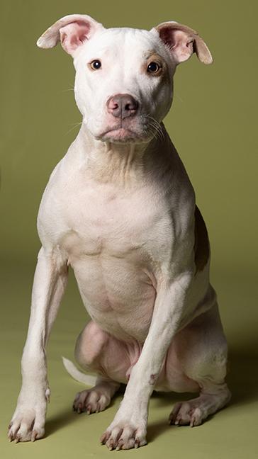 Enlarge Hank, a ADOPTABLE Pit Bull Terrier in Chicago, IL image 3/6