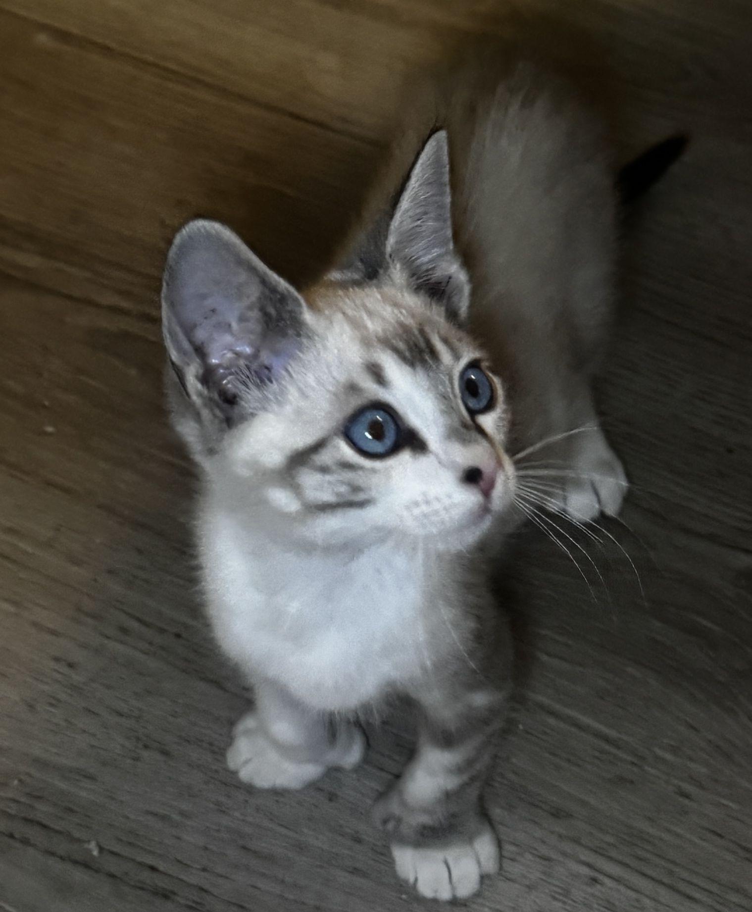 Enlarge Uh-oh, a Adopted Domestic Short Hair in Seal Beach, CA image 1/3