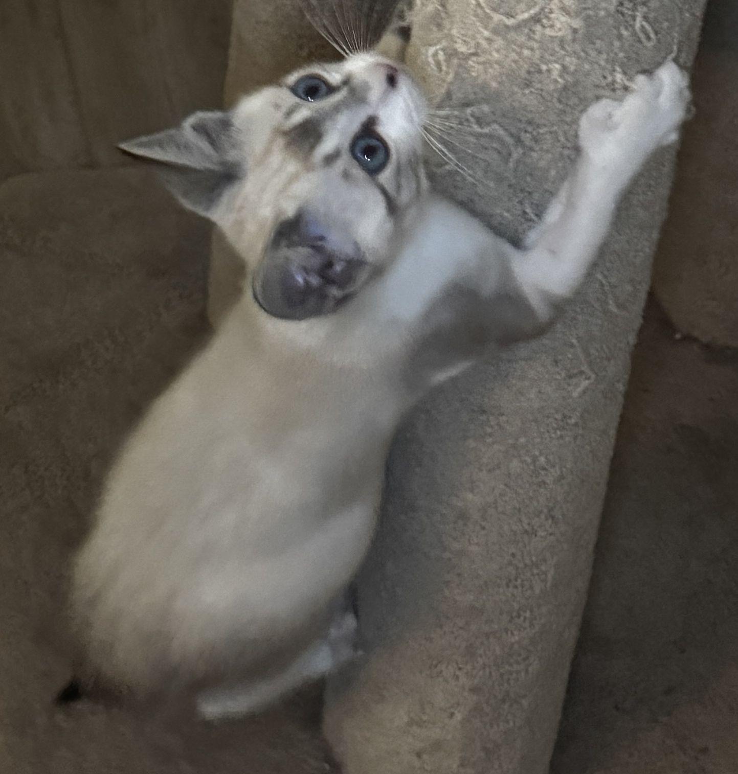 Enlarge Uh-oh, a Adopted Domestic Short Hair in Seal Beach, CA image 2/3