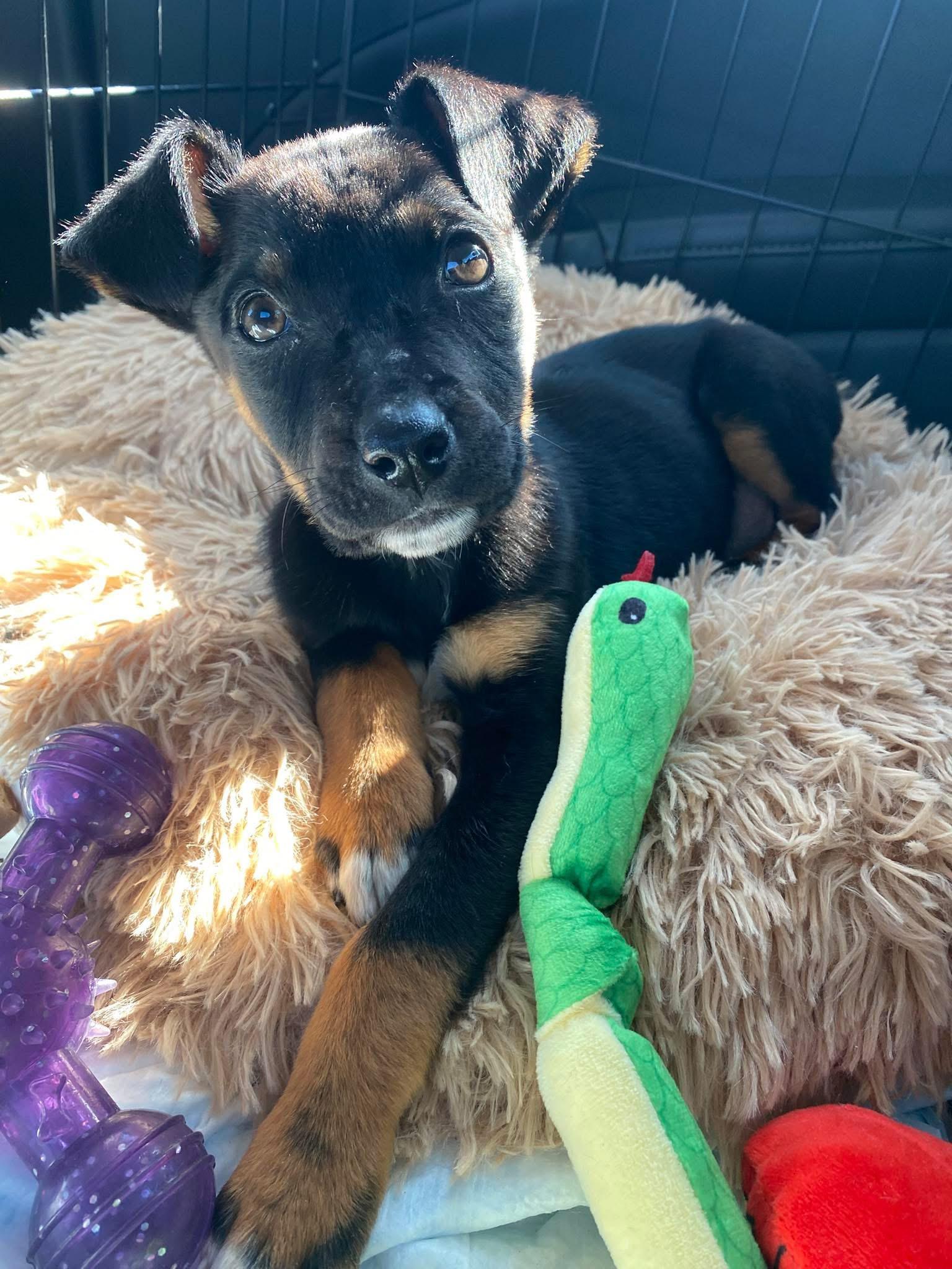 Enlarge Teddy, an adoptable mixed breed in Manhattan, KS image 3/6