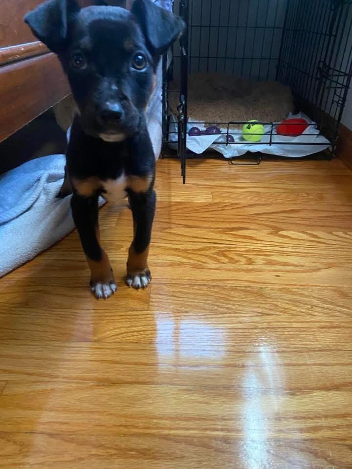 Enlarge Teddy, an adoptable mixed breed in Manhattan, KS image 6/6