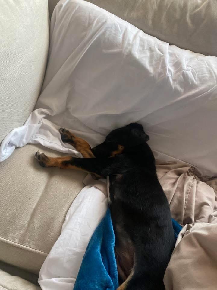 Enlarge Teddy, an adoptable mixed breed in Manhattan, KS image 5/6