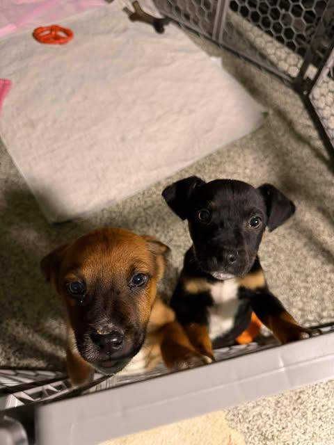 Enlarge Teddy, an adoptable mixed breed in Manhattan, KS image 2/6