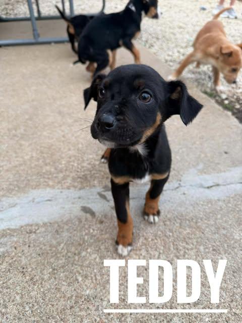 Teddy, adoptable, Puppy Male Australian Cattle Dog / Blue Heeler.