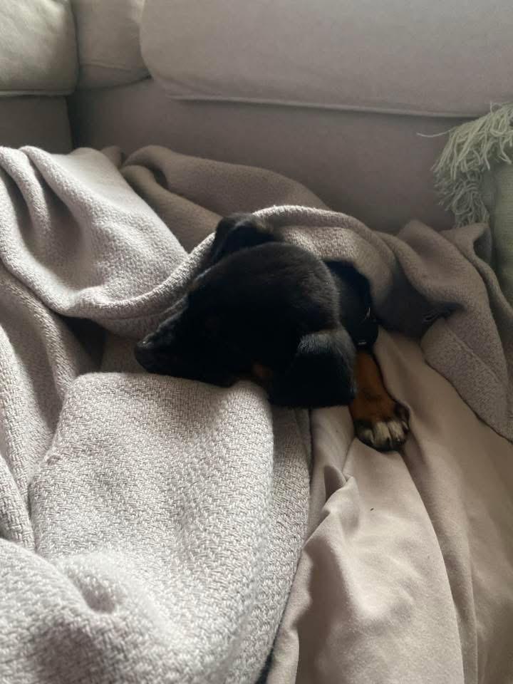 Enlarge Teddy, an adoptable mixed breed in Manhattan, KS image 4/6