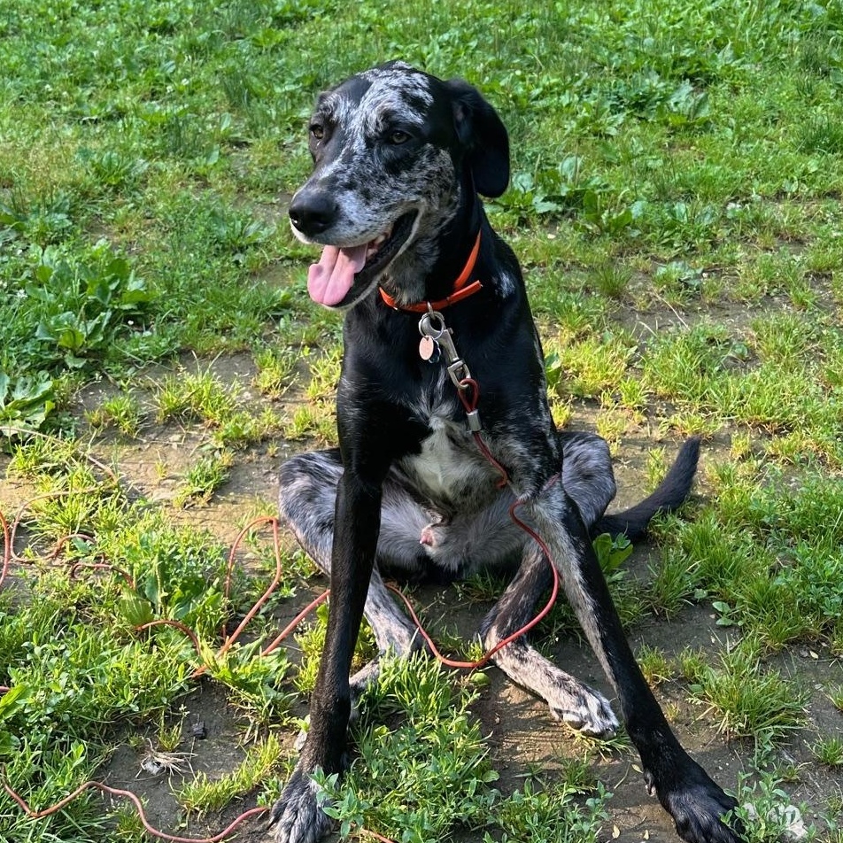 Kronk , an adoptable mixed breed in Biddeford, ME image 1/5