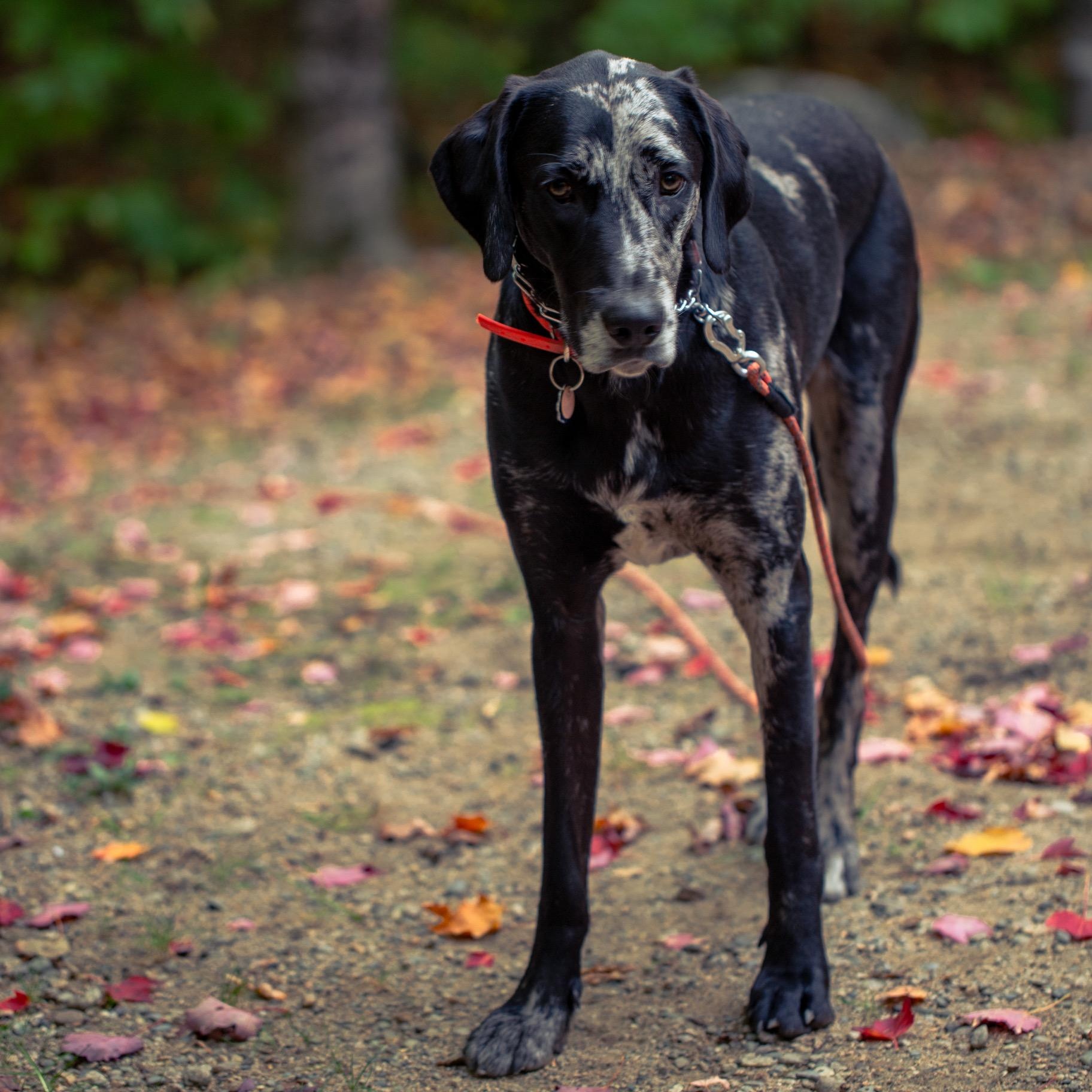 Kronk , adoptable, Adult Male Great Dane & Australian Shepherd.