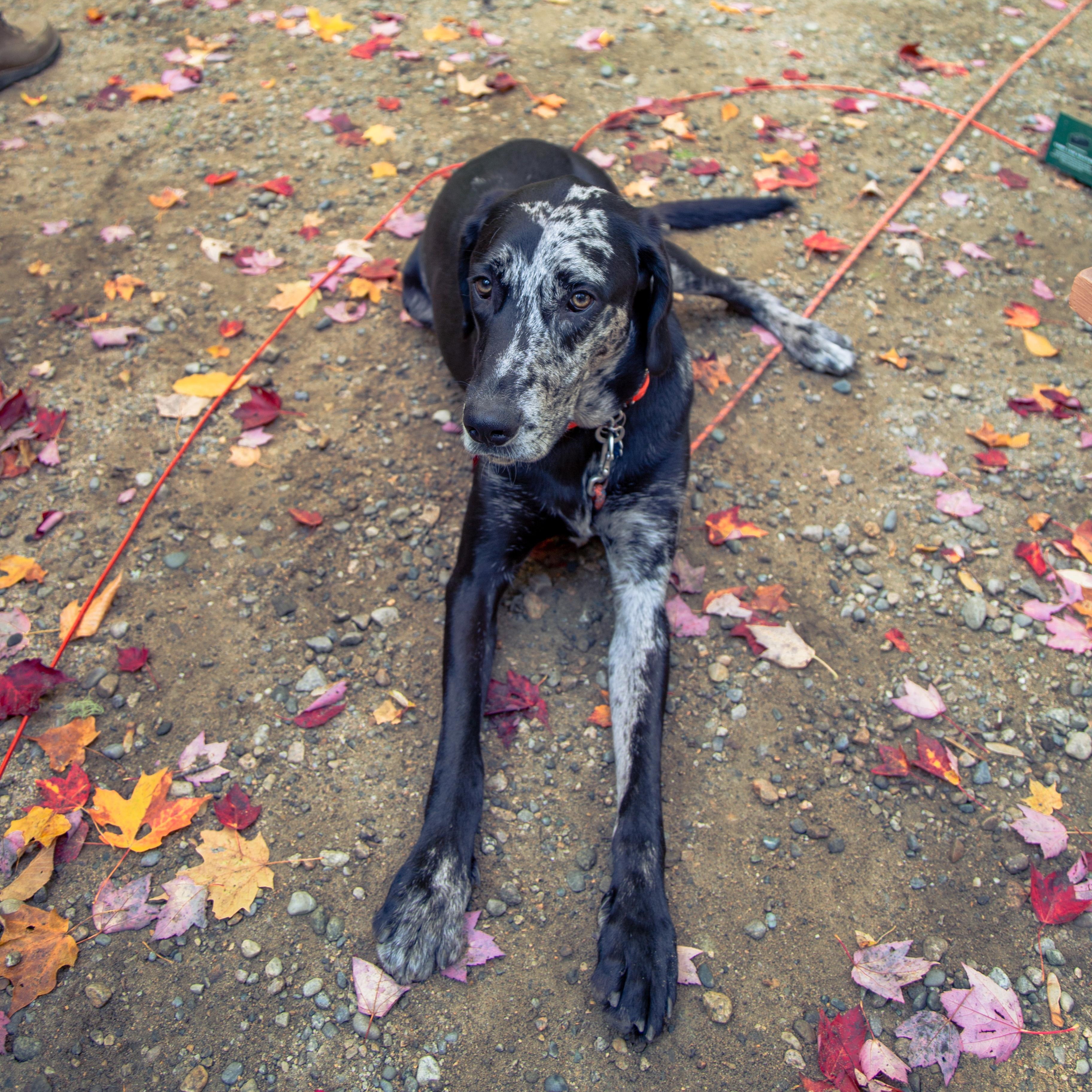 Kronk , an adoptable mixed breed in Biddeford, ME image 3/5