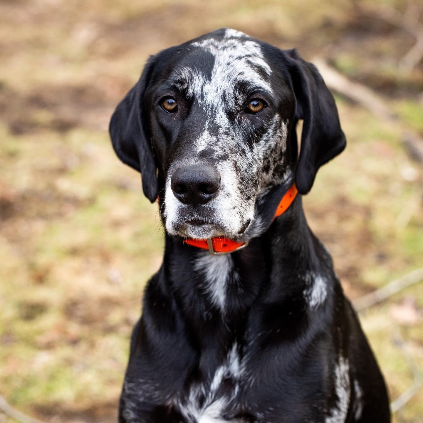 Kronk , adoptable, Adult Male Great Dane & Australian Shepherd.