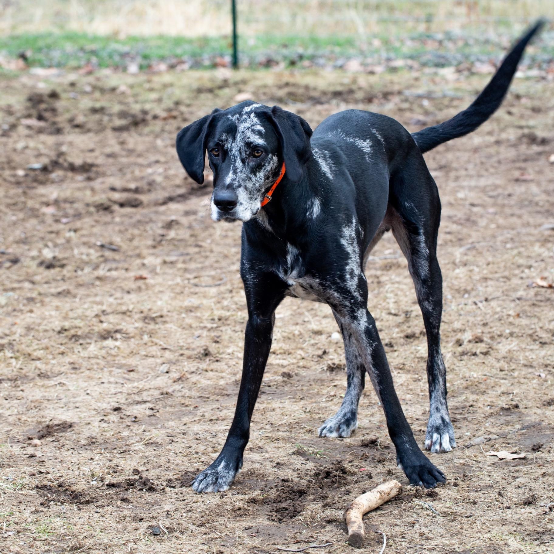 Kronk , an adoptable mixed breed in Biddeford, ME image 5/5