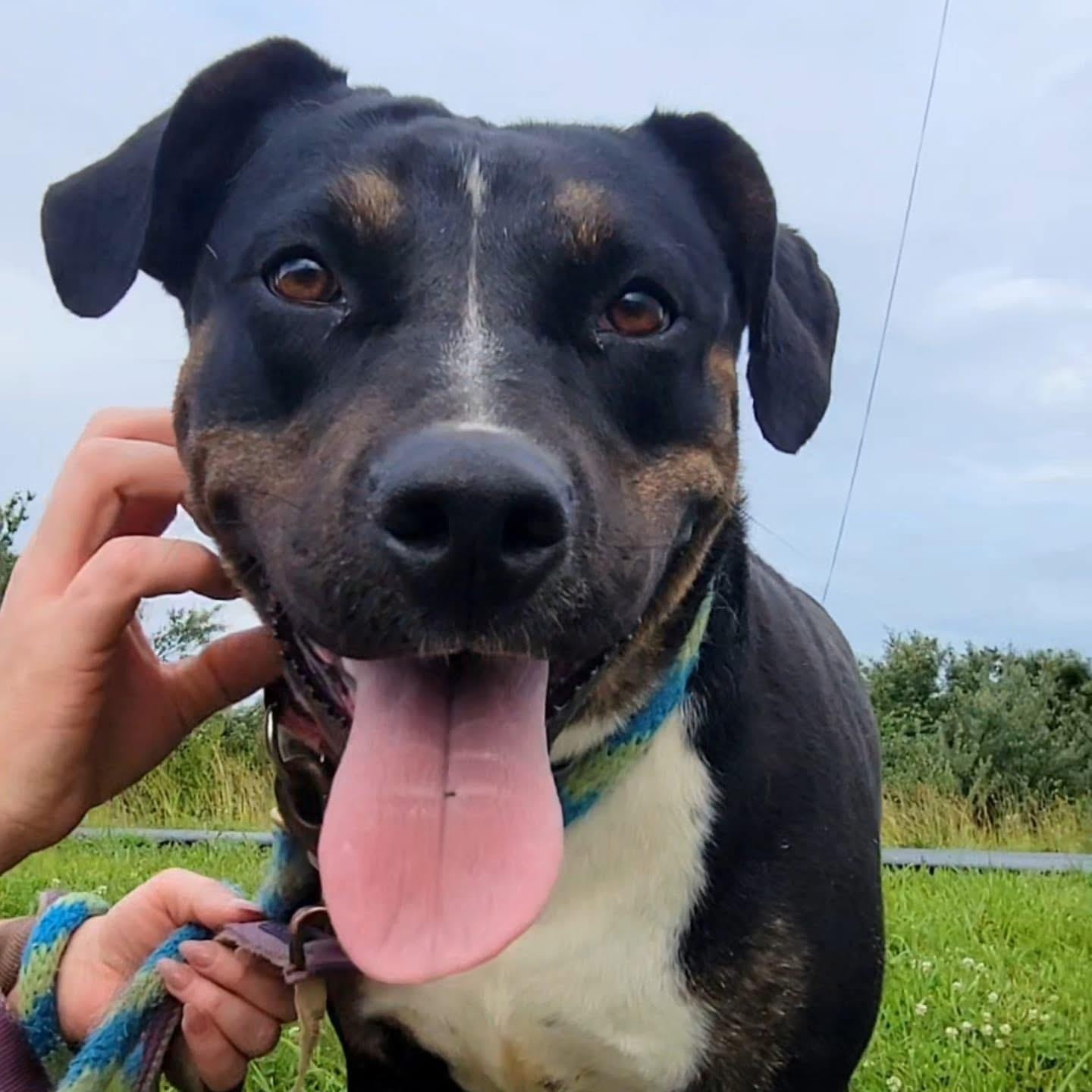 Alice, Adoptable, Young Female American Staffordshire Terrier & Staffordshire Bull Terrier.