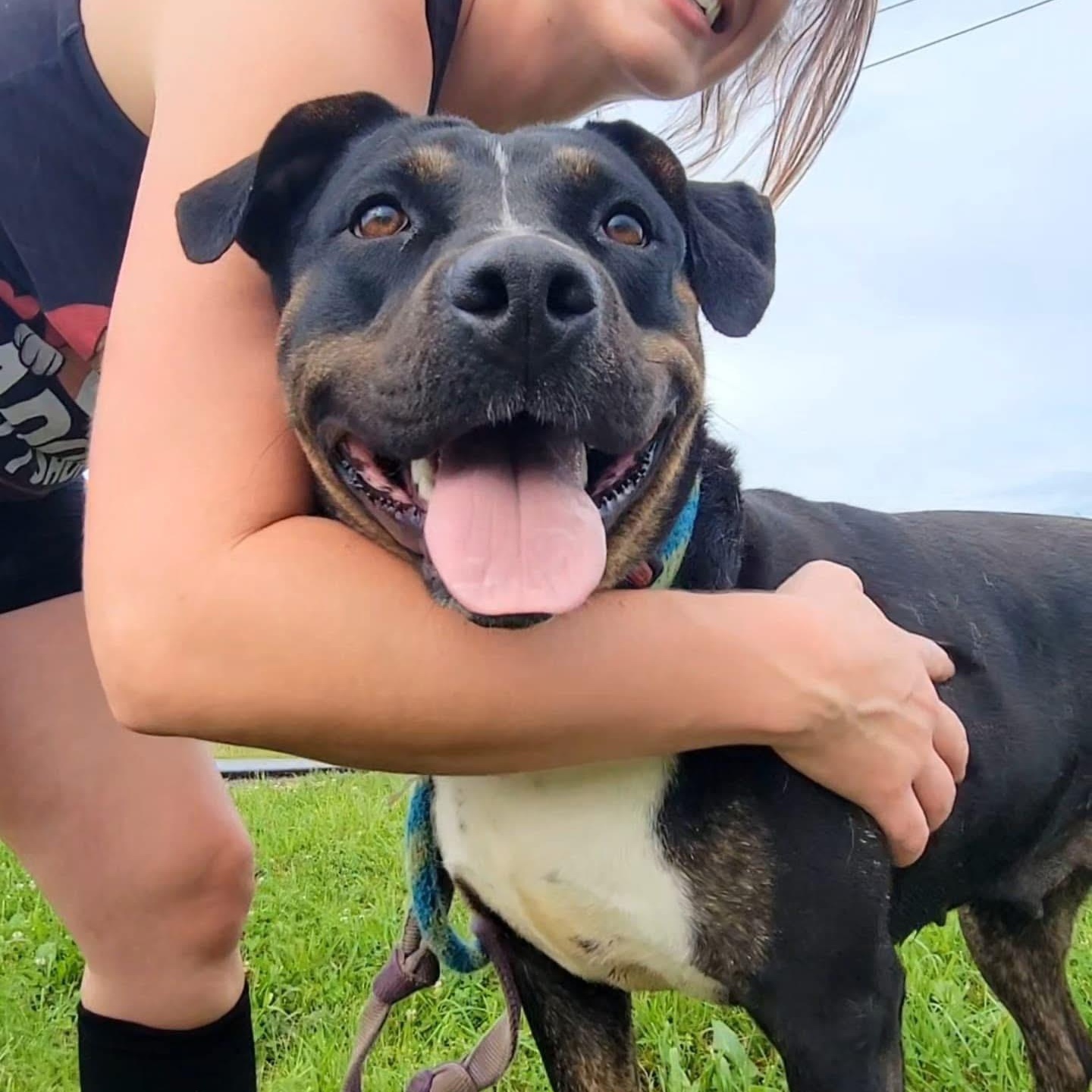 Alice, a Adoptable mixed breed in Ashland, KY image 3/5