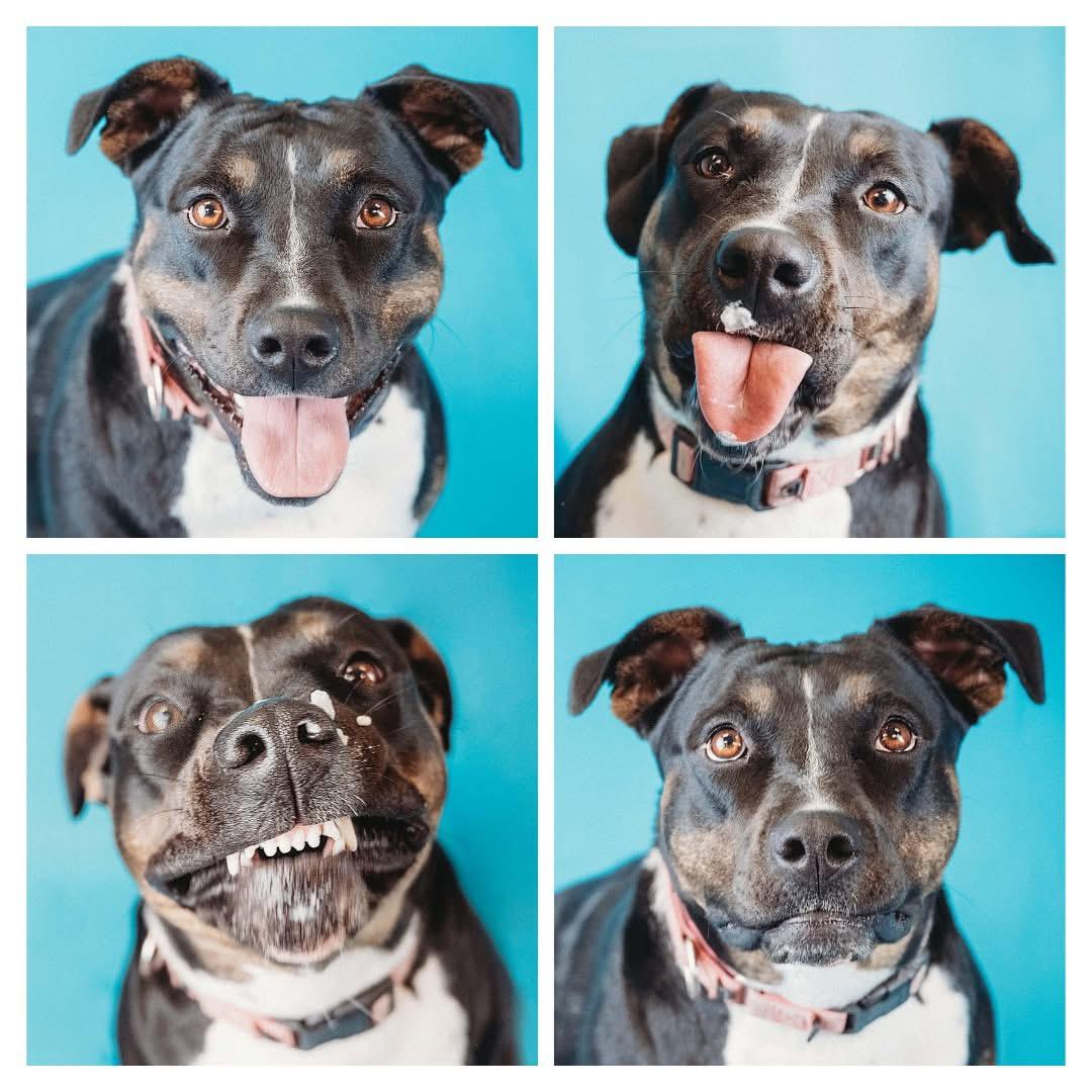 Alice, a Adoptable mixed breed in Ashland, KY image 5/5