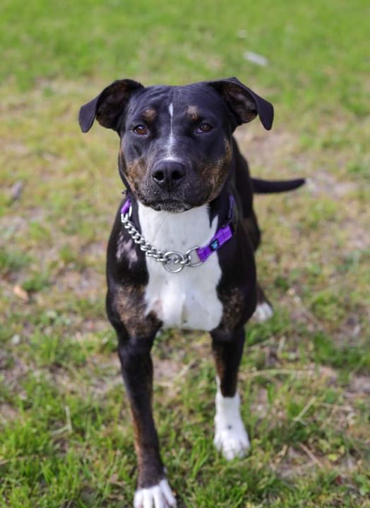 Alice, Adoptable, Young Female American Staffordshire Terrier.