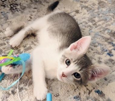 Enlarge Iceberg, a ADOPTABLE Domestic Short Hair in Fair Oaks, CA image 1/1