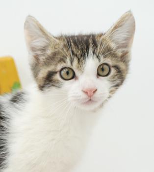 Our fosters are have so many kittens are now big enough to be adopted They are anywhere from 8 to