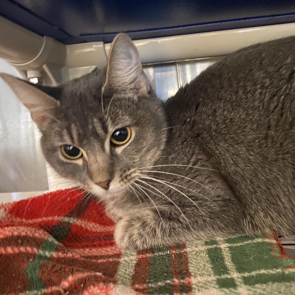 Softie, Adoptable, Young Female Domestic Short Hair.