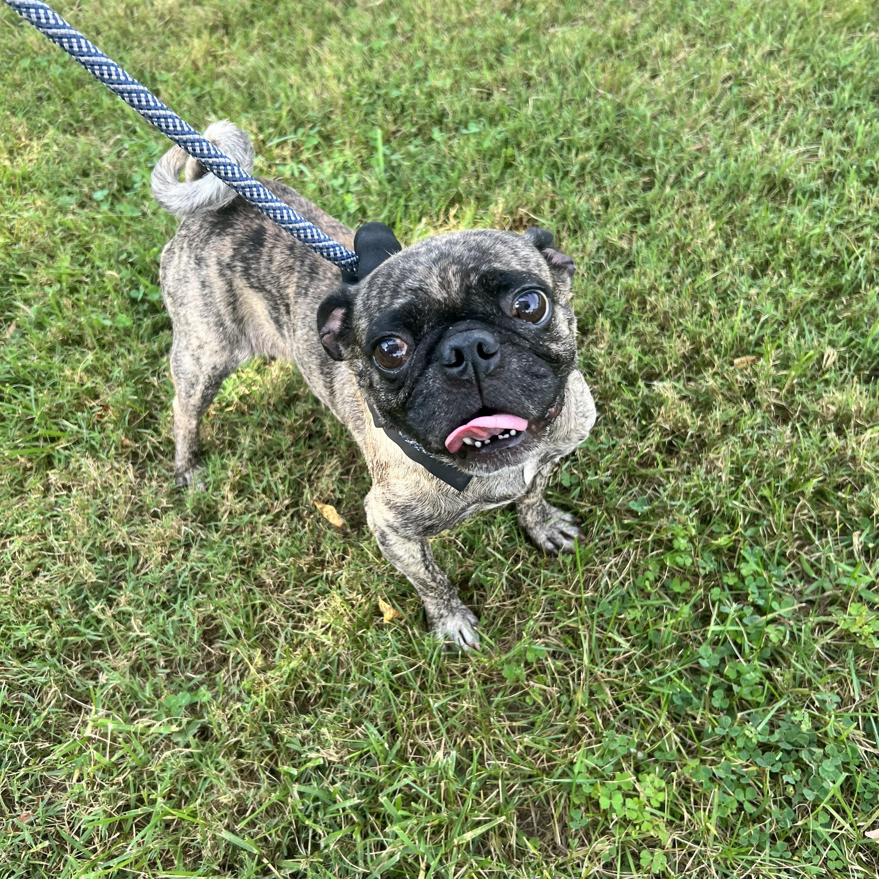 Enlarge Moe, a Adoptable Pug in Hughesville, MD image 1/2