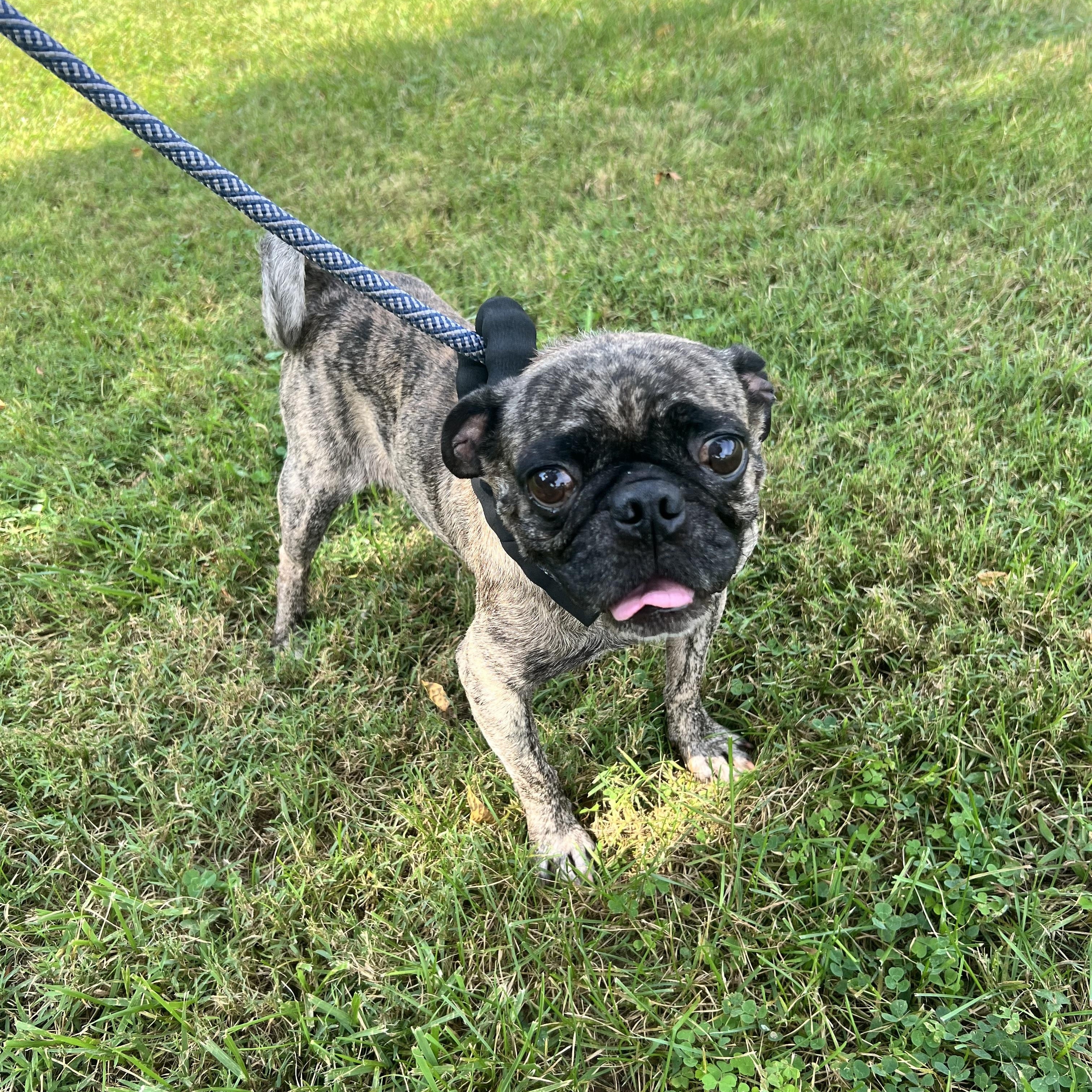 Enlarge Moe, a Adoptable Pug in Hughesville, MD image 2/2