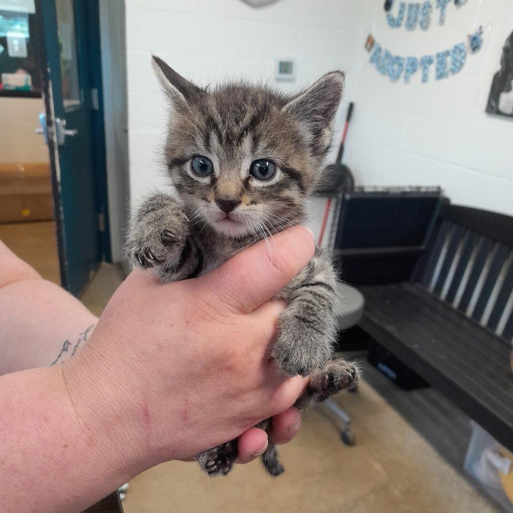 Baljeet, Adoptable, Kitten Male Domestic Short Hair.