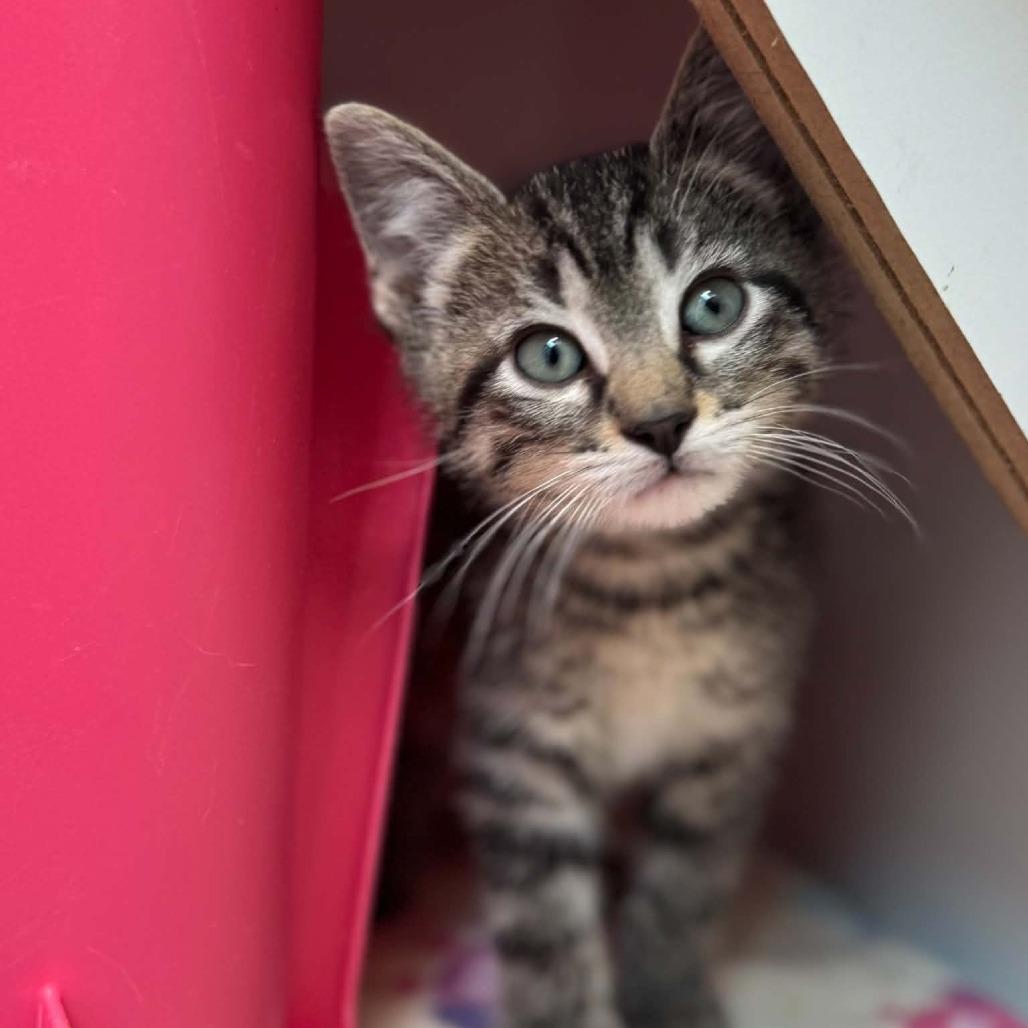 Baljeet, a Adoptable Domestic Short Hair in Jasper, IN image 2/2