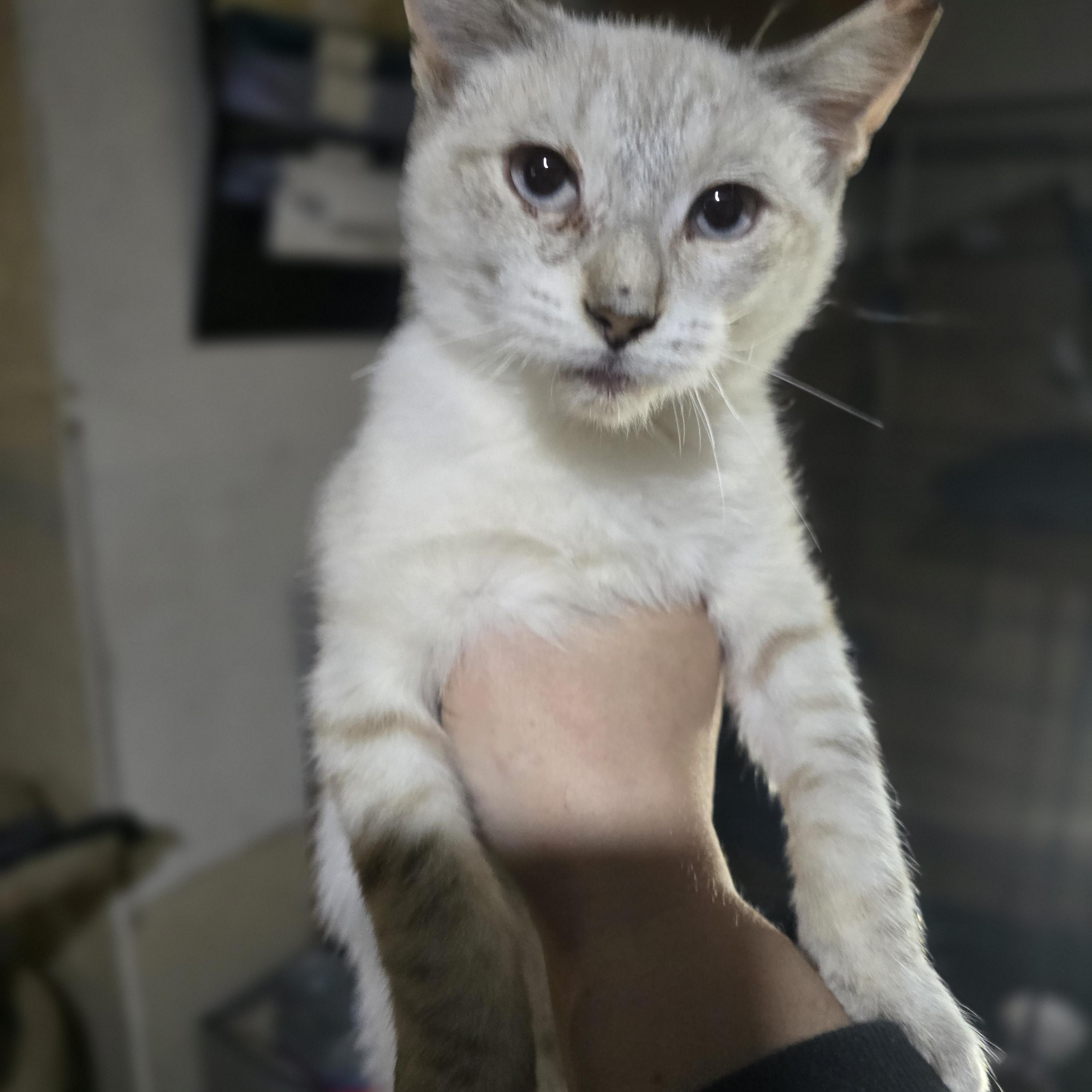 Enlarge "Olaf" The cold never bothered him anyway, a Adoptable mixed breed in Elizabeth, PA image 5/6