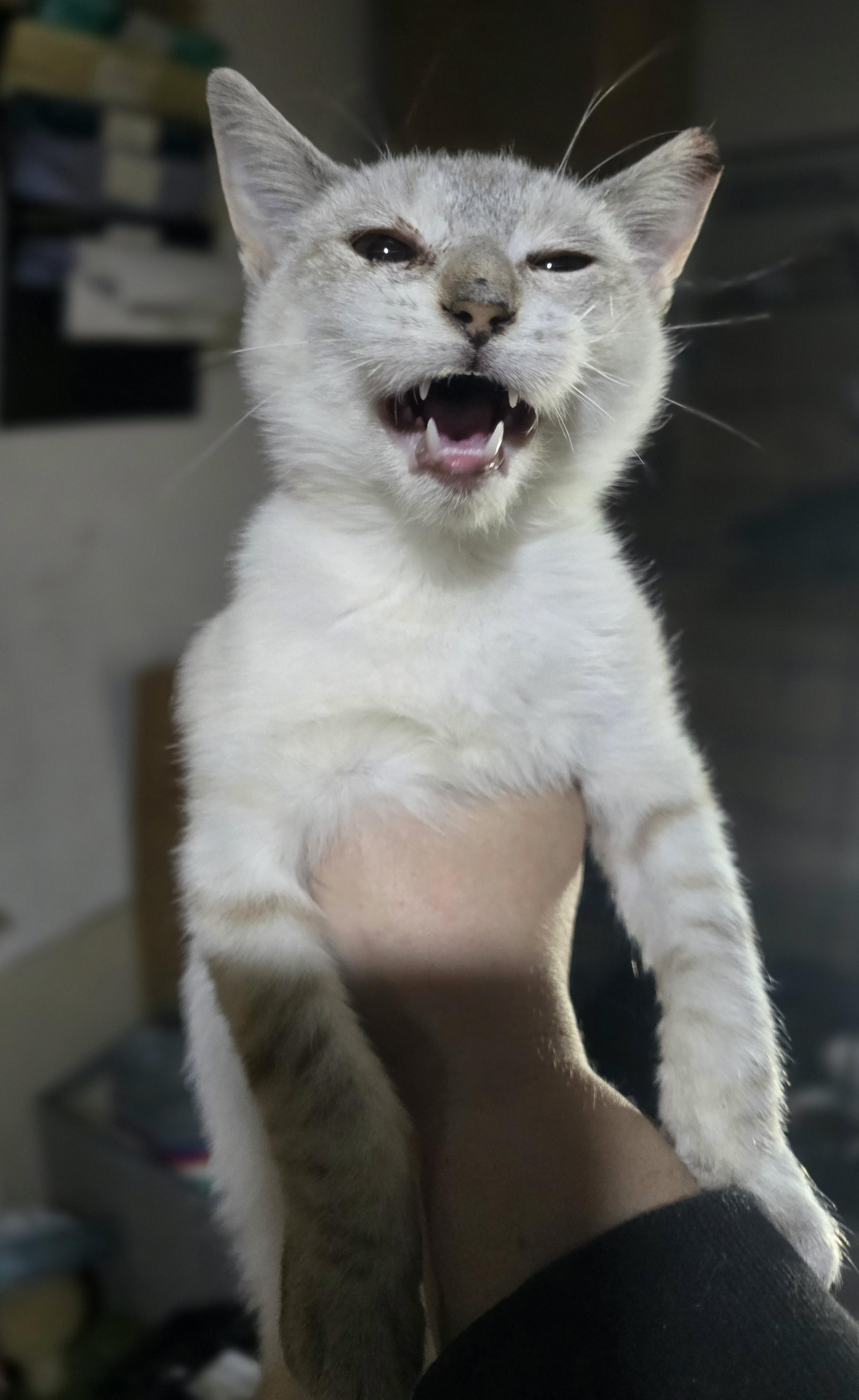 Enlarge "Olaf" The cold never bothered him anyway, a Adoptable mixed breed in Elizabeth, PA image 2/6