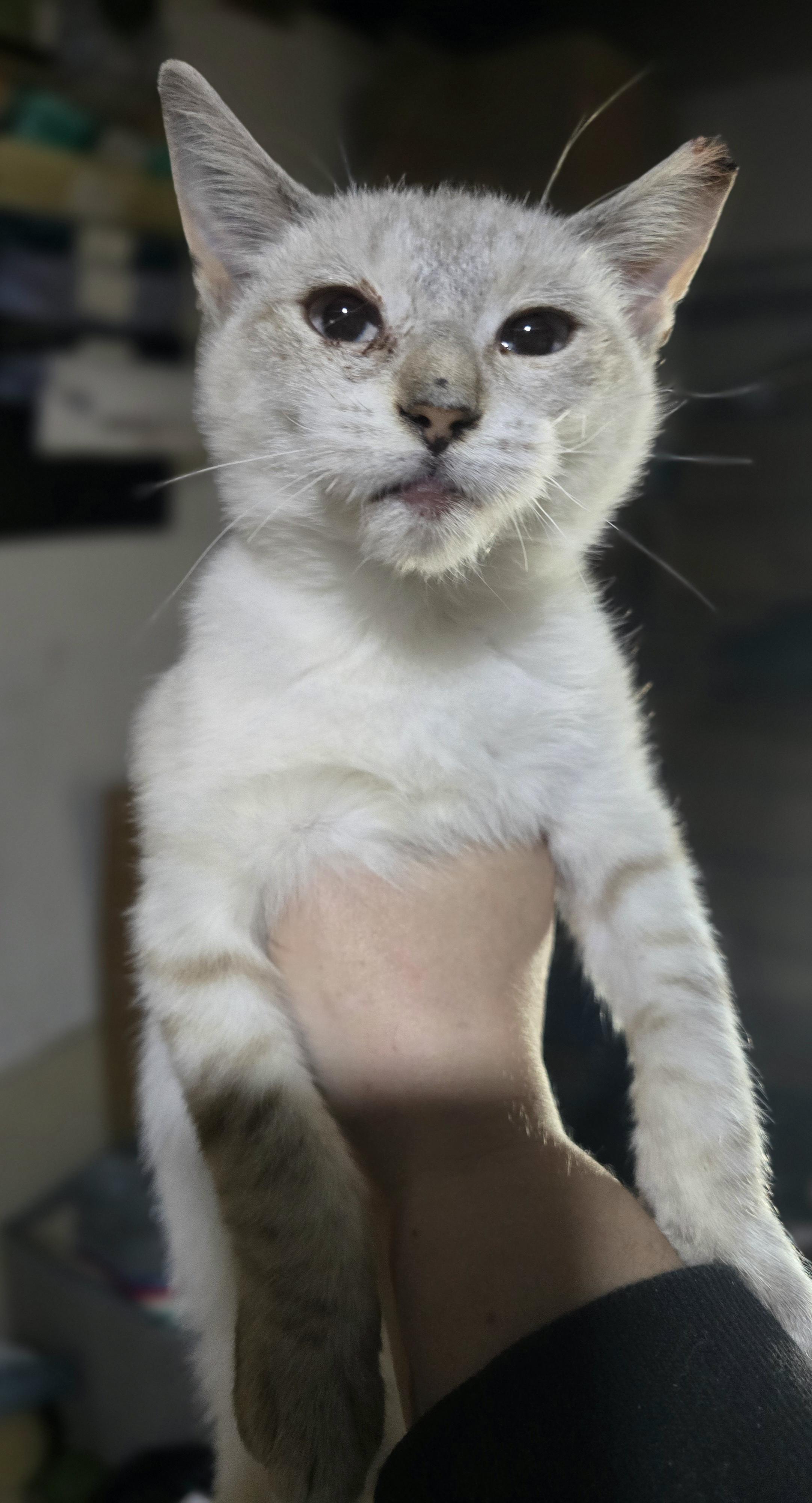"Olaf" The cold never bothered him anyway, Adoptable, Kitten Male Siamese & Domestic Short Hair.