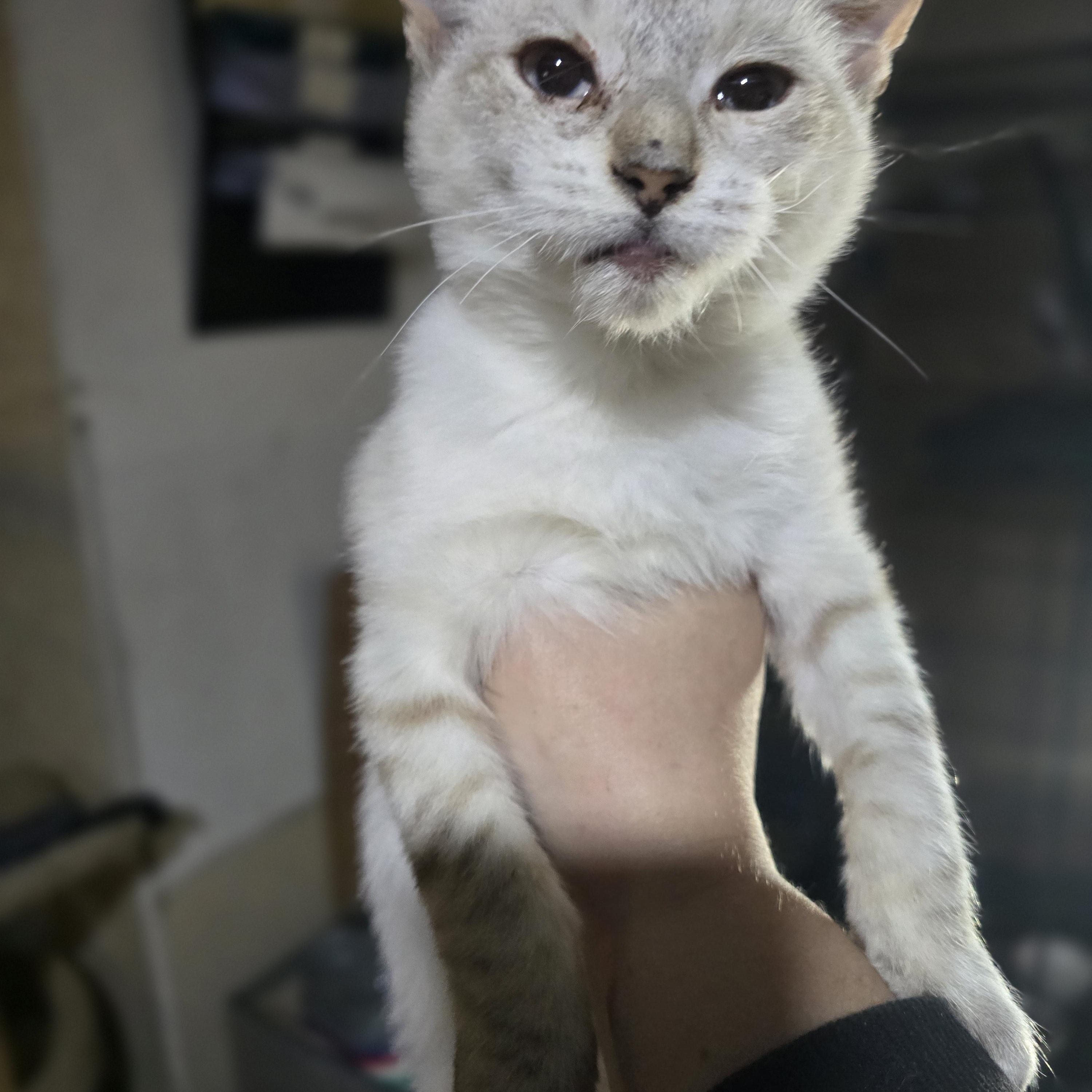 Enlarge "Olaf" The cold never bothered him anyway, a Adoptable mixed breed in Elizabeth, PA image 6/6