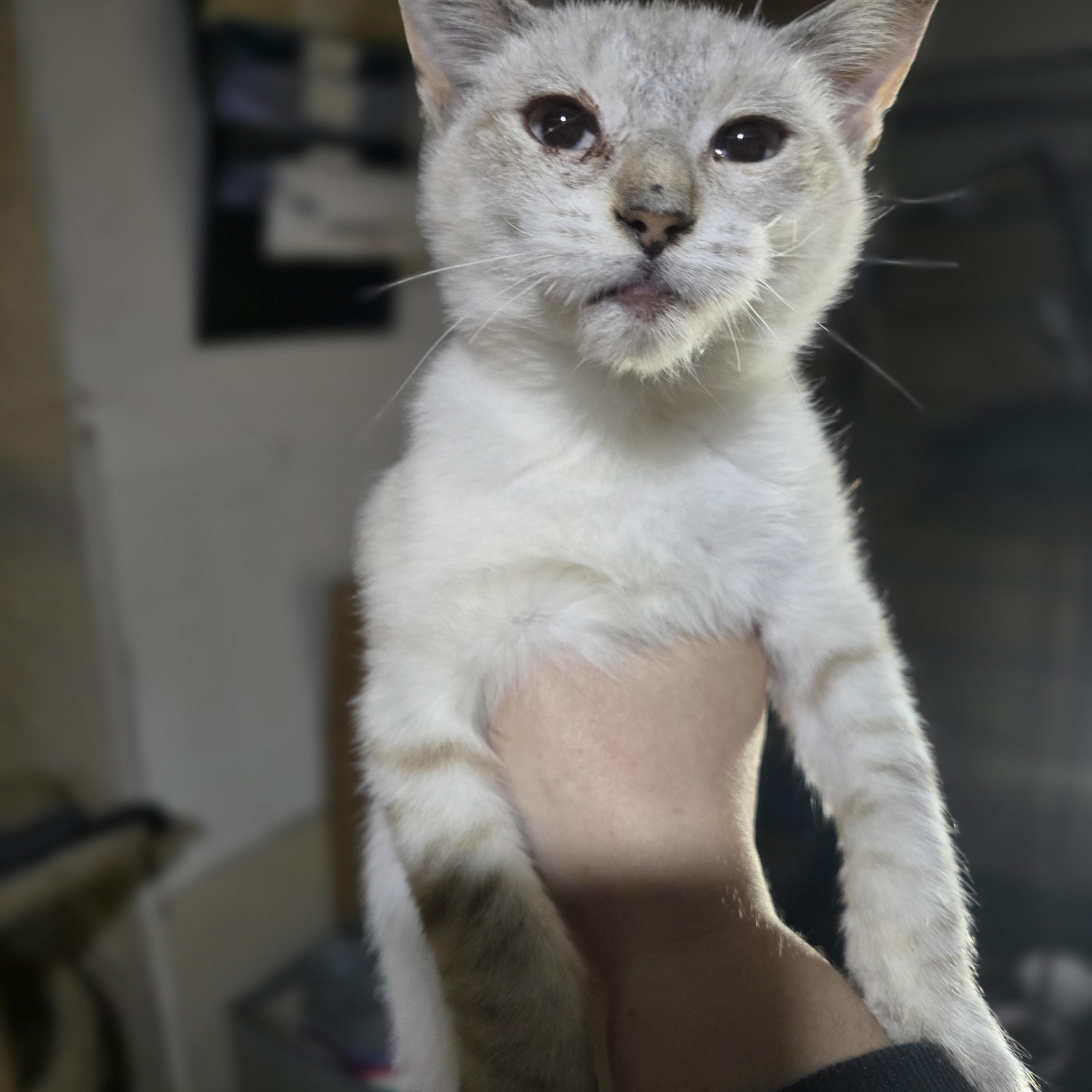 Enlarge "Olaf" The cold never bothered him anyway, a Adoptable mixed breed in Elizabeth, PA image 4/6