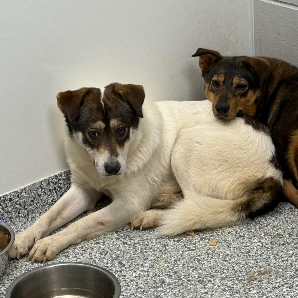 Egg, a Adoptable mixed breed in Brookfield, WI image 1/6