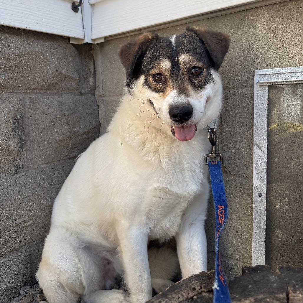 Egg, a Adoptable mixed breed in Brookfield, WI image 2/6