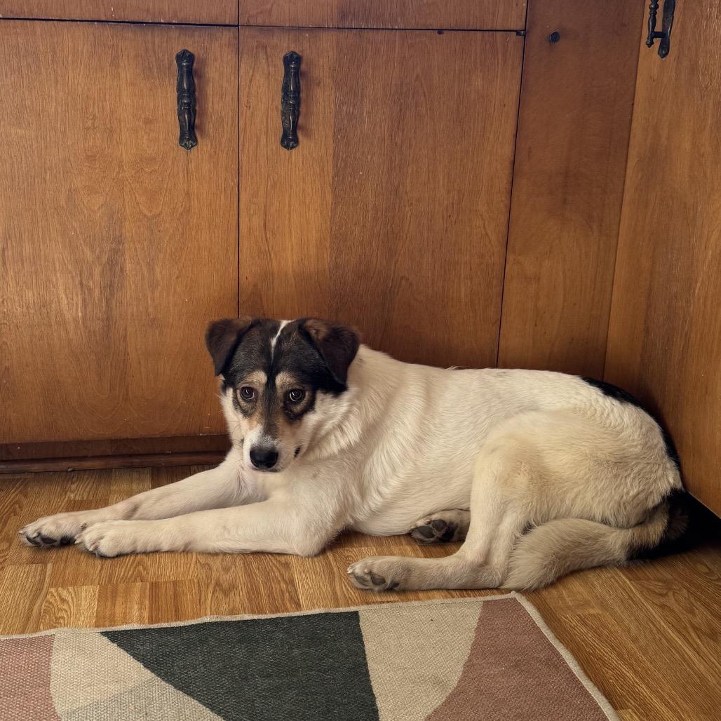 Egg, a Adoptable mixed breed in Brookfield, WI image 3/6