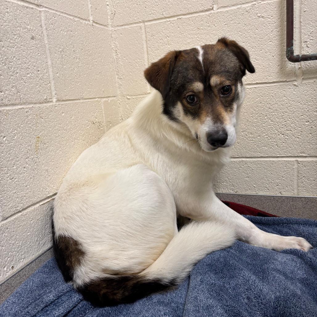 Egg, a Adoptable mixed breed in Brookfield, WI image 4/6