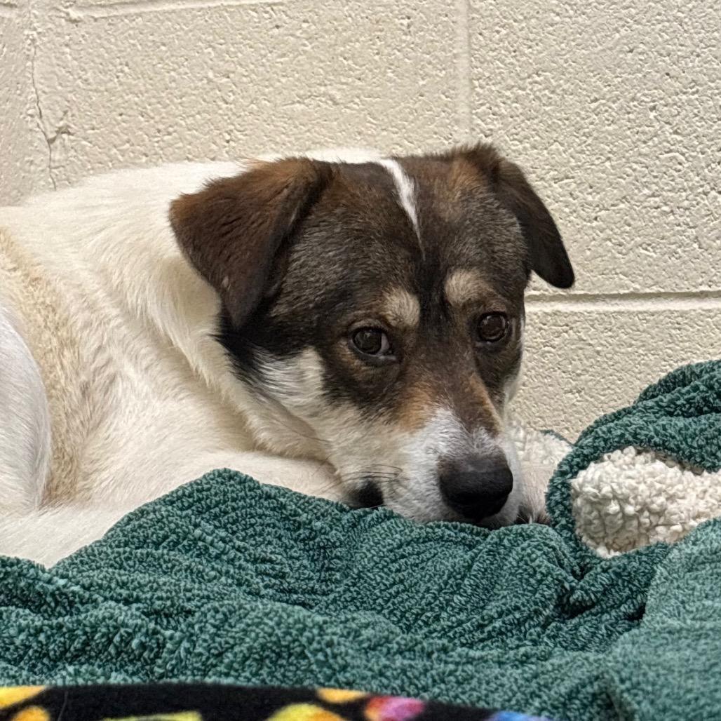 Egg, a Adoptable mixed breed in Brookfield, WI image 5/6