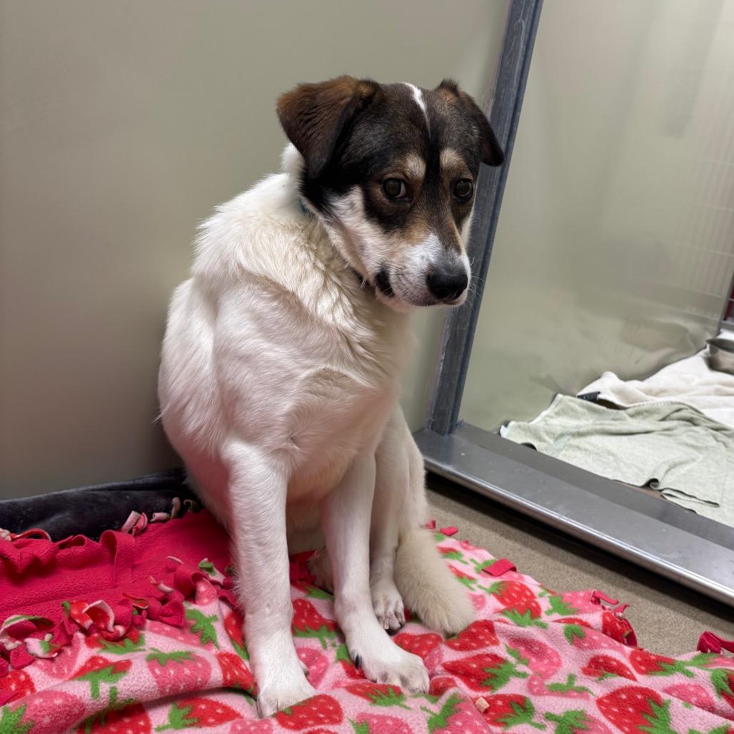 Egg, a Adoptable mixed breed in Brookfield, WI image 6/6