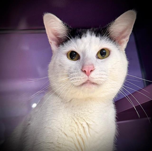 GORO*, Adoptable, Adult Male Domestic Short Hair.