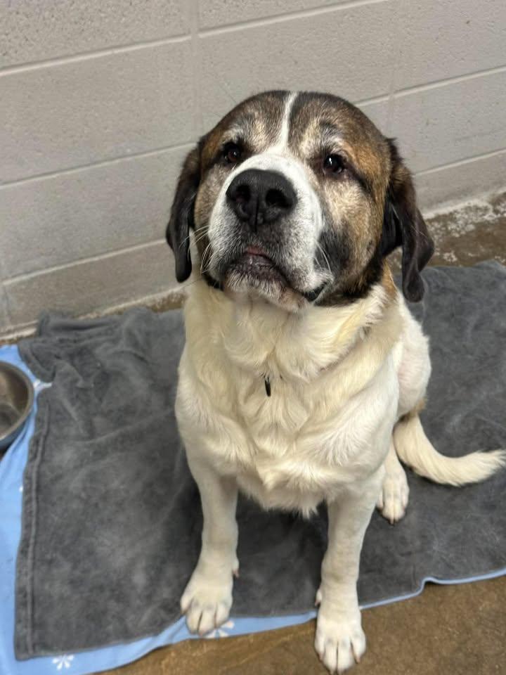 Enlarge Oden, a Adoptable mixed breed in Morocco, IN image 2/2