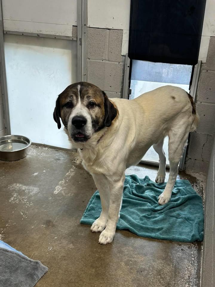 Oden, Adoptable, Adult Male Great Pyrenees & Saint Bernard.