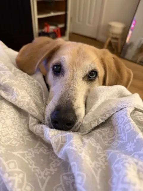 Sadie, Adoptable, Senior Female Labrador Retriever & Hound.