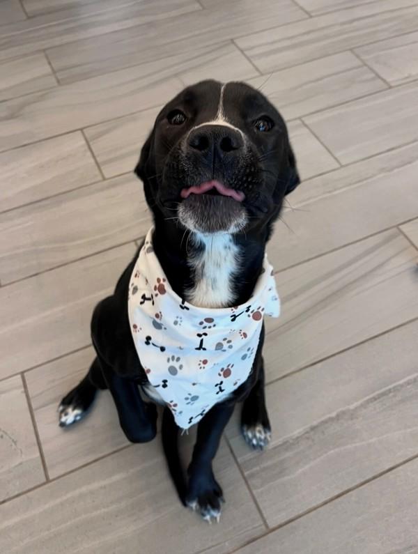 Tammy, Adoptable, Young Female Labrador Retriever.