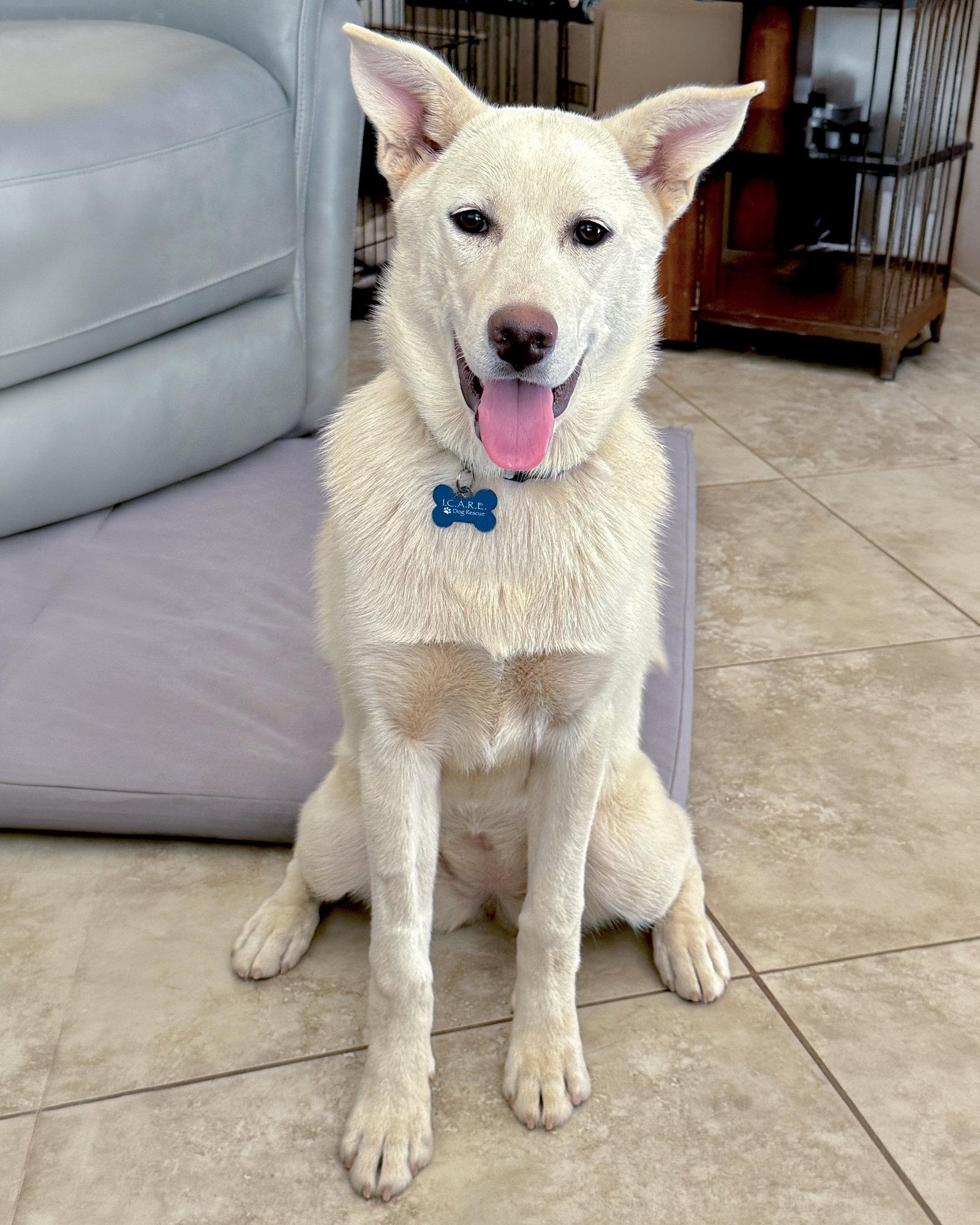 Lily, a Adopted mixed breed in Corona, CA image 2/3