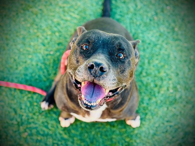 PREST, Adoptable, Adult Male Staffordshire Bull Terrier.