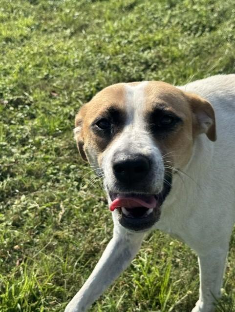 Enlarge REMI, a Adoptable mixed breed in Lynn Haven, FL image 5/6