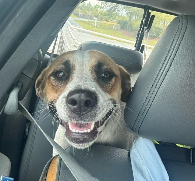 REMI, Adoptable, Adult Female American Foxhound.
