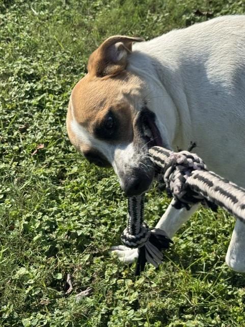 Enlarge REMI, a Adoptable mixed breed in Lynn Haven, FL image 2/6
