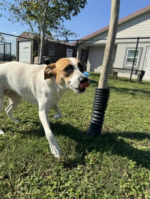 Enlarge REMI, a Adoptable mixed breed in Lynn Haven, FL image 4/6