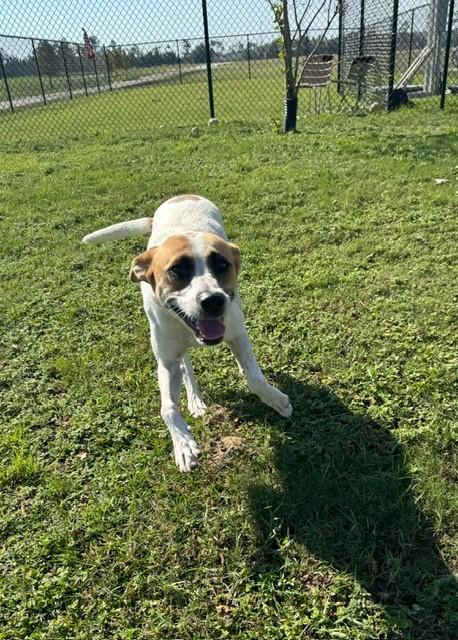 Enlarge REMI, a Adoptable mixed breed in Lynn Haven, FL image 3/6