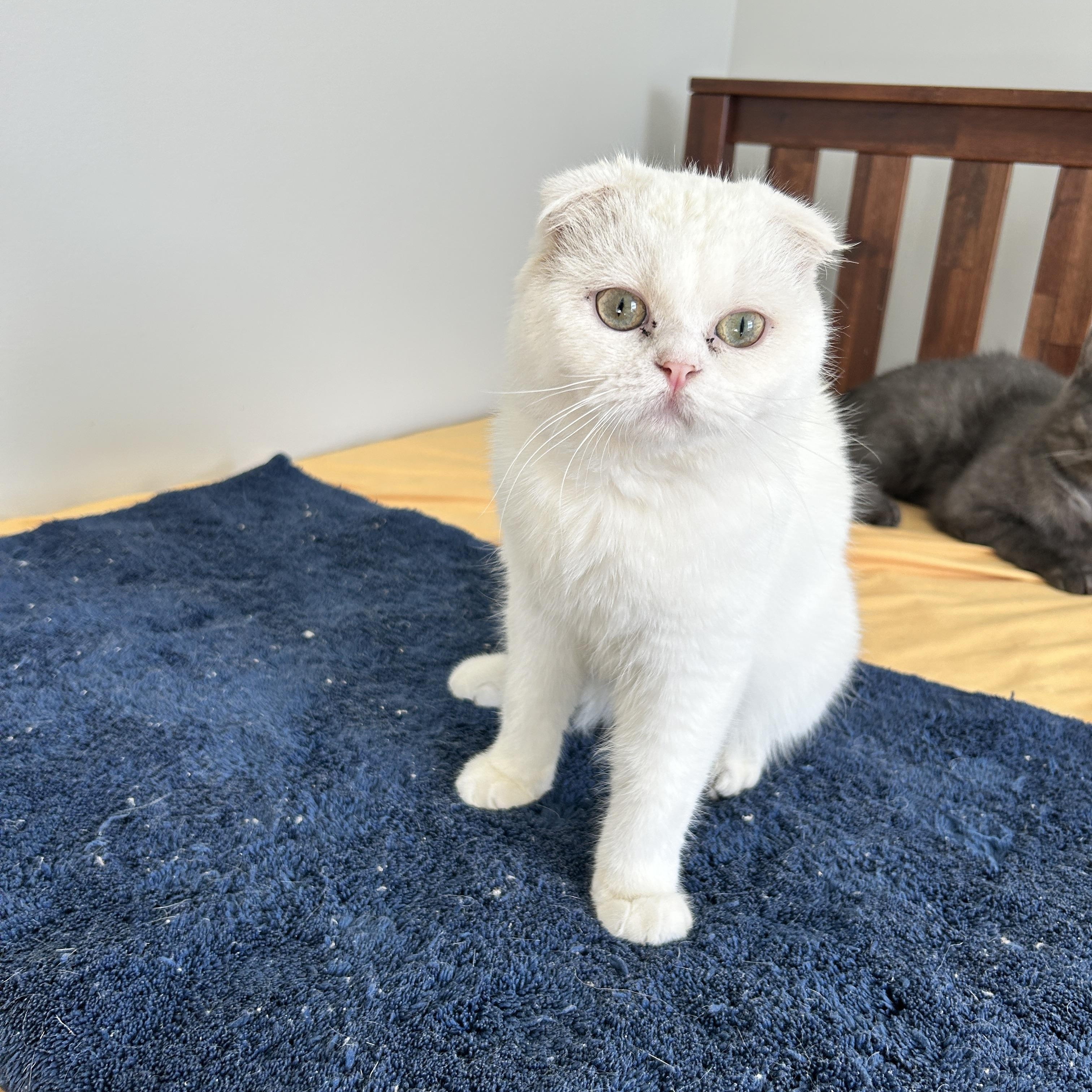 Enlarge Samson, a Adopted Scottish Fold in Lancaster, PA image 2/4