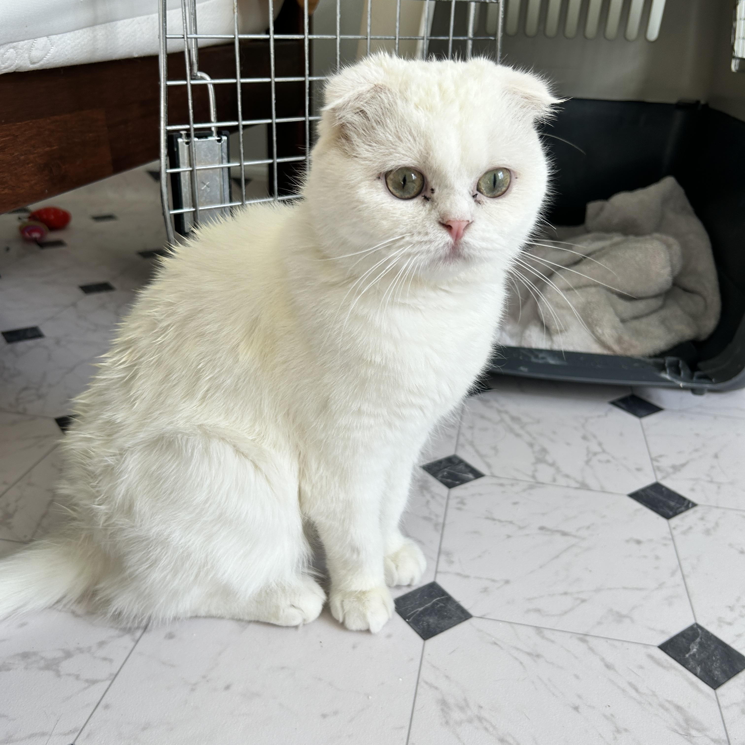 Enlarge Samson, a Adopted Scottish Fold in Lancaster, PA image 3/4